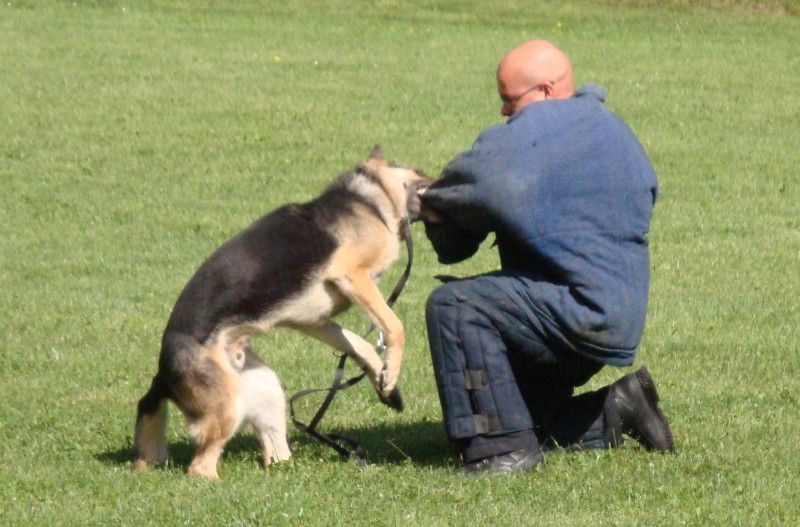 Hundestaffel der Polizei(2).jpg